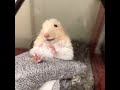 5 minutes of tiktok hamsters