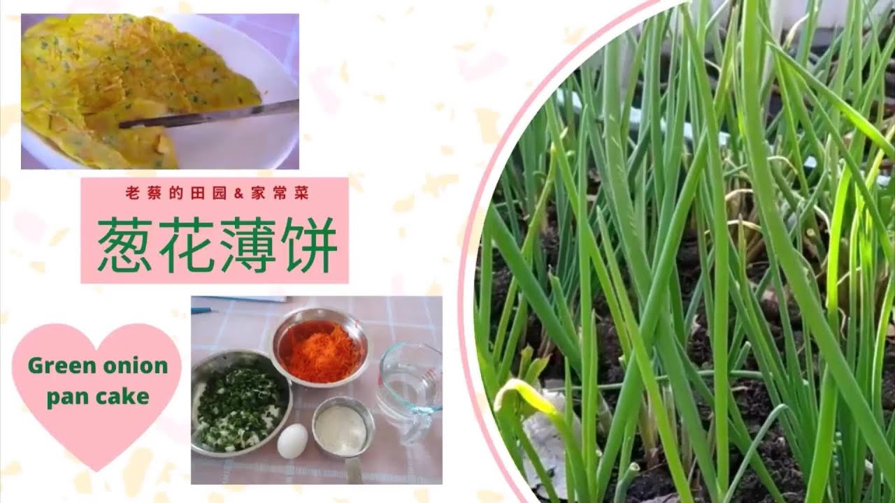 葱花咸薄饼 不用沾手揉面 简单易做 Green Onion Pancake Chinese Pancake Youtube 葱花咸薄饼 不用沾手揉面 简单易做 Green Onion Pancake Chinese Pancake Youtube