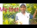 My first vlog kaju bgan