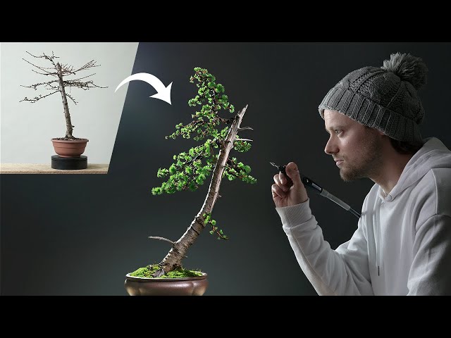 Transformation of a Japanese Larch Bonsai Tree class=