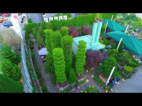 Cafe Verde - კაფე ვერდე (2020)