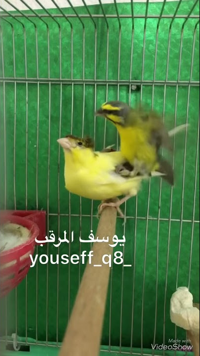 طائر الياسمين الموزمبيقي x كناري serin mozambique xCanary