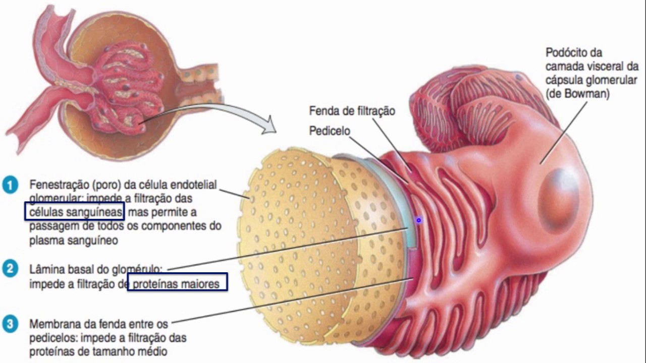 Como mejorar el filtrado glomerular