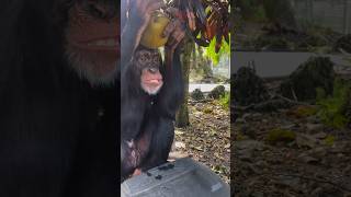 Limbani The Chimpanzee And His Coconut 🥥