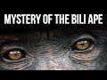 The Mystery of the Bili Ape