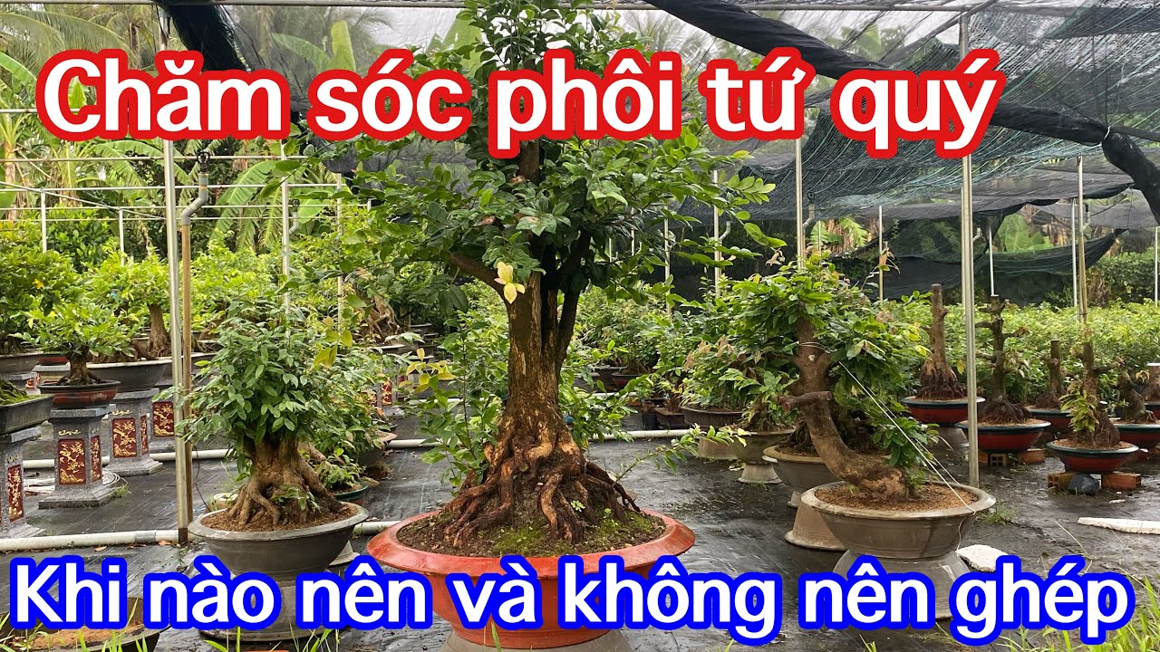 Cách để chăm sóc phôi tứ quý hiệu quả nhất  và thời điểm ghép phù hợp nhất cho anh mới tập chơi.