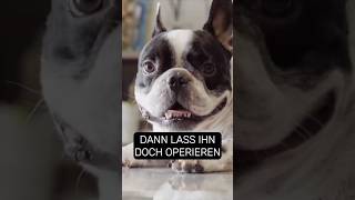 Trotz OP grunzt dieser Frenchie immer noch