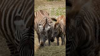 Amazing Animal Hooves at the Animal Park ??WildlifeWonders AnimalParkAdventures