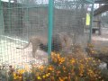 поющий лев в зоопарке в Меденичах The singer lion in Medenychy zoo