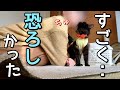 手術の不安から解き放たれたら甘えん坊になった子猫