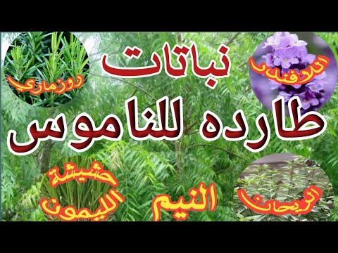 ما هي النباتات الطارده للناموس والحشرات   