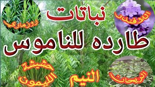 ما هي النباتات الطارده للناموس والحشرات ؟Mosquito repellent plants