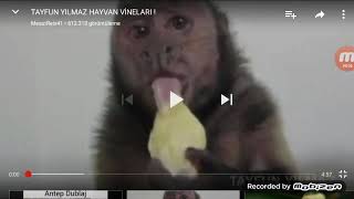 Tayfun Yılmaz Hayvan Vine Ları. Çok Komik.