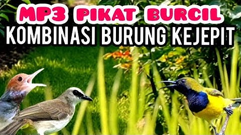 MP3 PIKAT PRENJAK,SOGON, DAN BURCIL KOMBINASI BURUNG KEJEPIT 