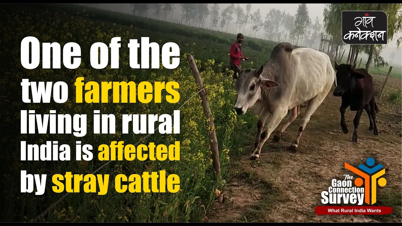 43.6% farmers said stray cattle was not a menace earlier, but now is: Gaon Connection survey