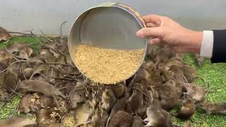 Mùa đông lạnh bổ sung thêm ngũ cốc cho chuột / mô hình nuôi chuột đồng an toàn hiệu quả
