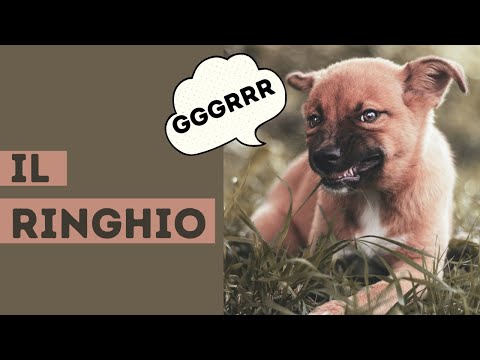 Video: I 5 diversi tipi di ringhio del cane