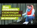 КАК СОХРАНИТЬ САЖЕНЦЫ ЗЕМЛЯНИКИ ДО ПОСАДКИ