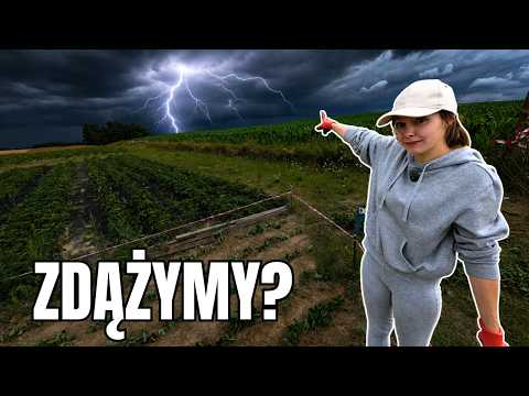 We're starting a strawberry PLANTATION and then THIS happens!