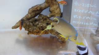 20160604ブルーエンゼルＬ