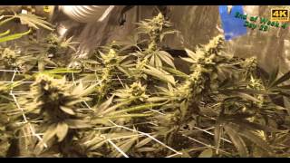 Gorilla Glue #4 Week 5 Flowering
