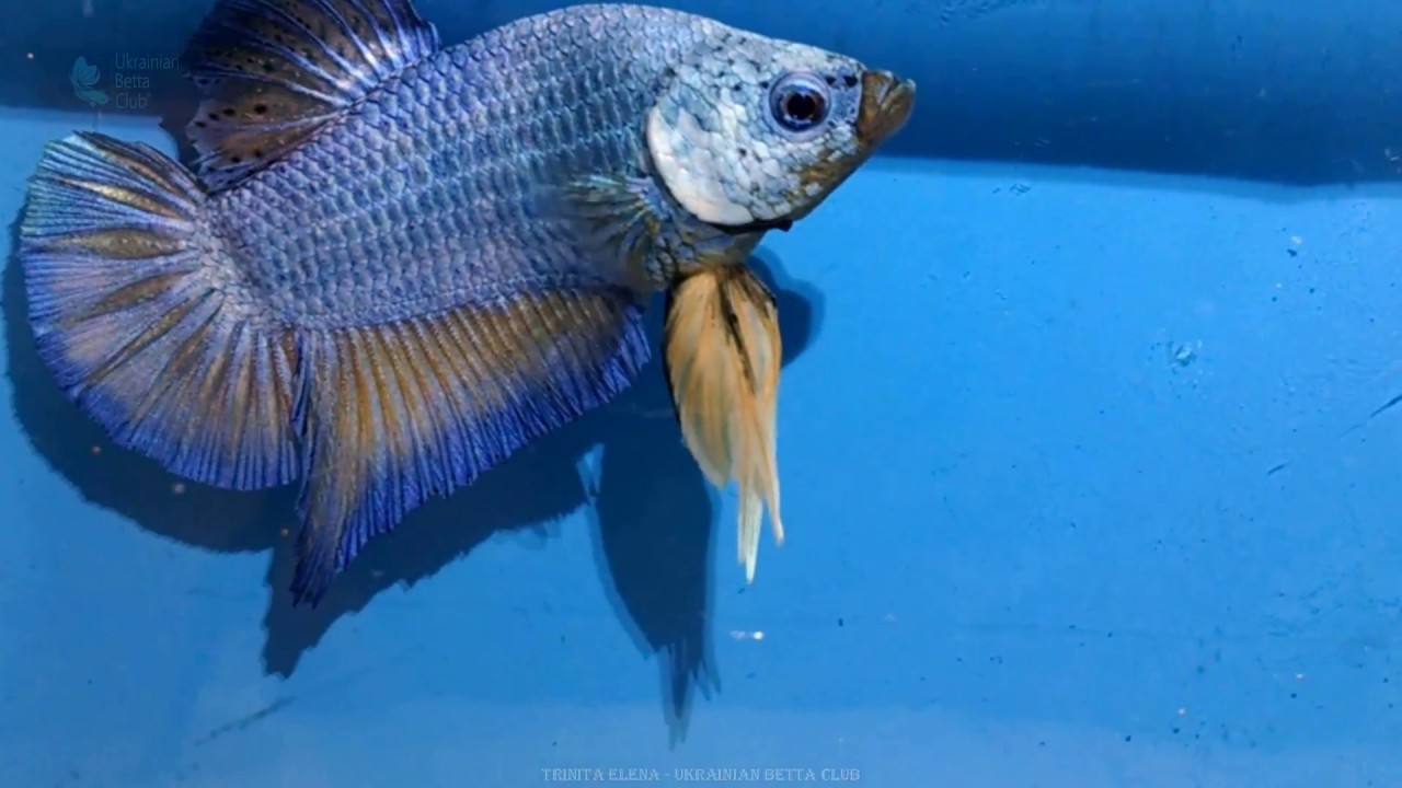 Blue yellow dragon scale HMPK