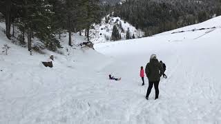 Little kid goes sledding down snow hill then dog jump on girl