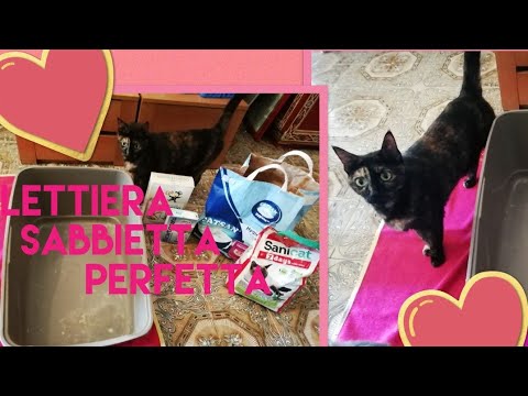 Video: Perché Più Gatti Hanno Bisogno Di Più Lettiere?