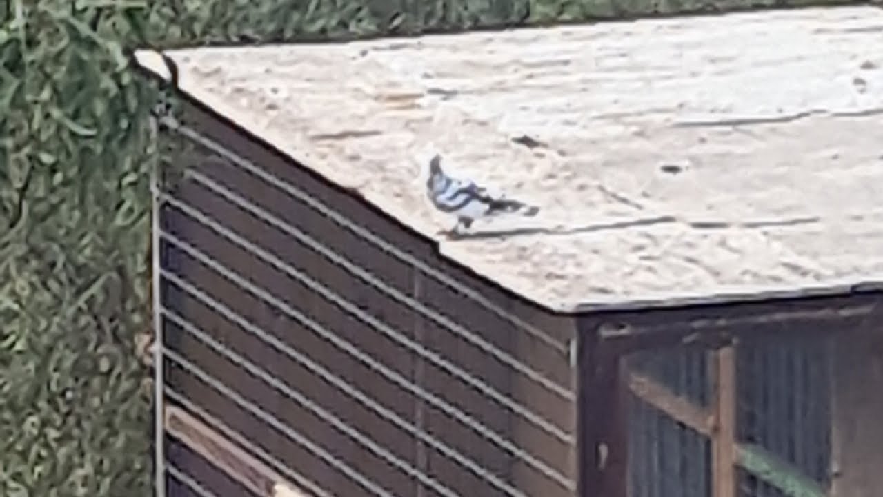 1°Gran Canaria 10/25 130KM suelta muy dura colombofilia canaria disfrutando de nuestro deporte