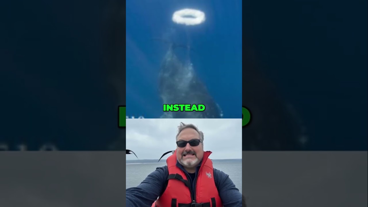 Humpback Whales Blow Bubble Rings… Just For Us?