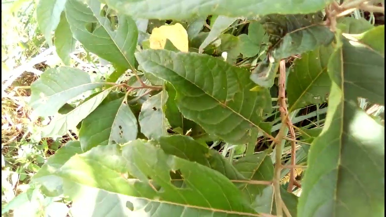 OmululuzaBitter leafVermonia AmygdalinaEkibiriziOlubirizi Medicinal Benefits herb medicine