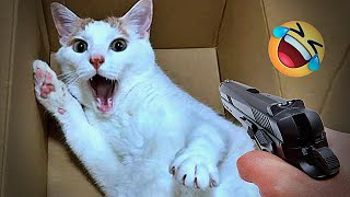 Hilarious Cats and Dogs 😻🐶 Funniest Animals 2024 😂