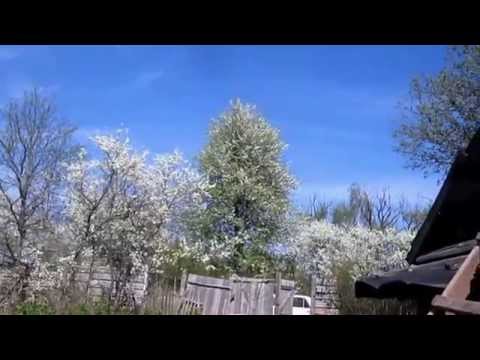 Как красиво цветут