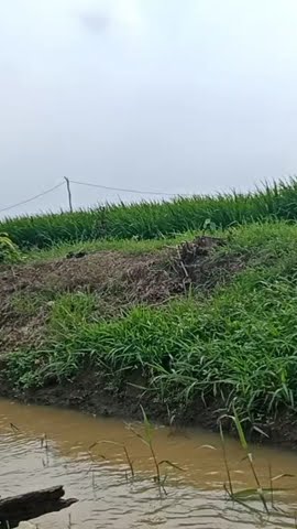 Nge vlog di sawah adem gaes😊