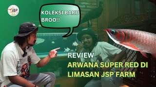 SUPER RED AROWANA, New Resident of JSP FARM Limasan!!!