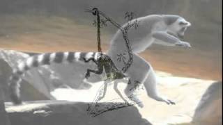 Why Do Animals Have Tails