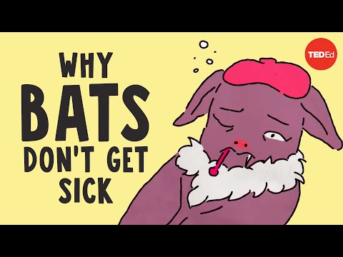 Why bats don&rsquo;t get sick - Arinjay Banerjee