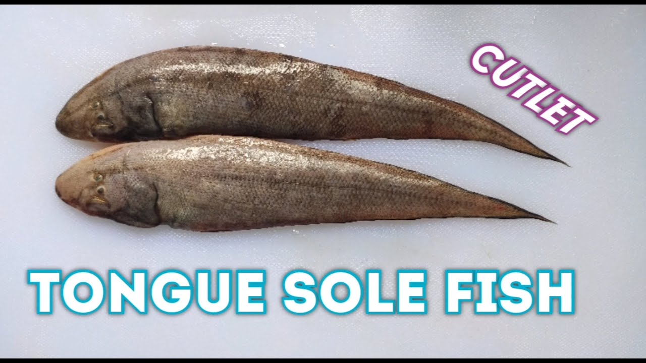 TONGUE SOLE FISH