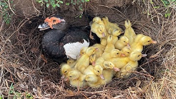 Amazing! 50 Ducklings Hatching From Eggs _ Found Duck Nest Hatching a Lot Of Baby Ducks