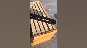 Small hive beetle life cycle, how to control small hive beetles#insect #beekeeping #beehive