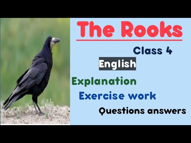 Where are the rooks?—reader's letter