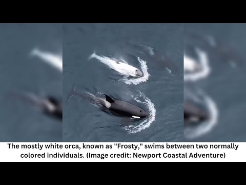 Video: Ali rezidenčne in prehodne orke medsebojno delujejo?