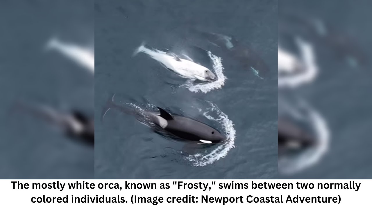 Extremely rare white killer whale spotted off California coast - YouTube