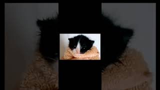 hola tu tututu tutututy