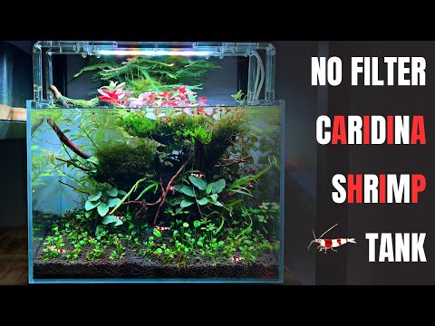 فيديو: السرخس التايلاندي هو نبات مثالي لحوض السمك