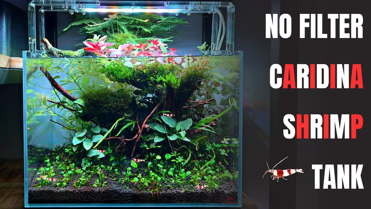 I MADE A NO FILTER CRYSTAL RED SHRIMP TANK! YouTube