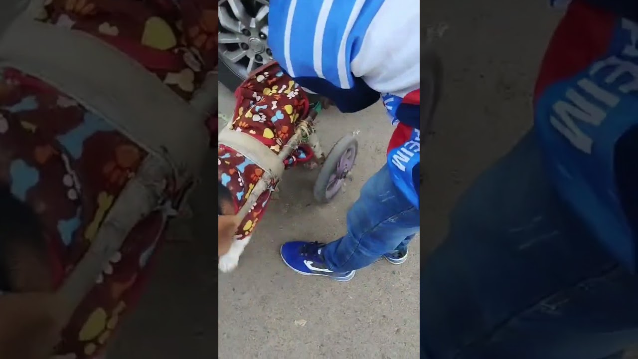 Special Needs, Endless Love: Meet Our Handicap Dog