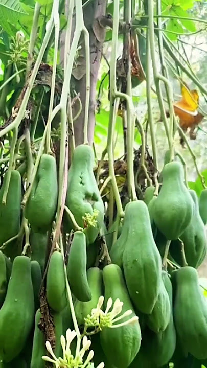 Pepaya jantan berbuah menggantung mirip buah mangga #pepaya #pepayajantan #papaya