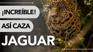 🐆 Where JAGUARS LIVE and WHAT THEY EAT 🌎 De Donde Es Originario El Jaguar