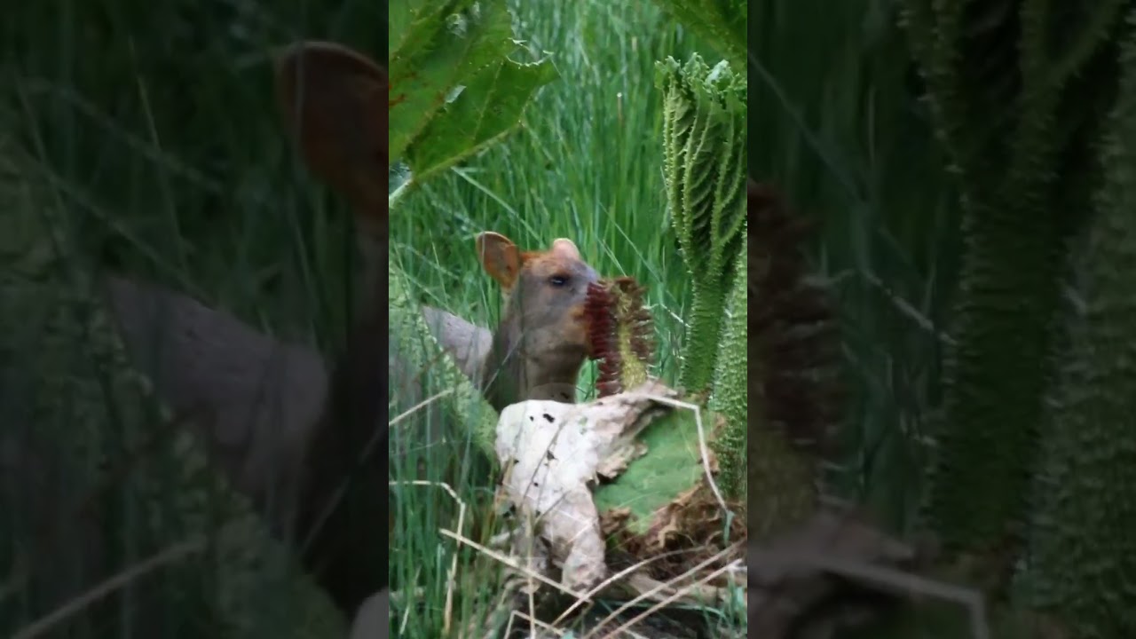 Un Pudú comiendo Nalca en Carretera Austral • 🎥 IG @nolo.alejandro27 • 